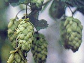 Fresh hops